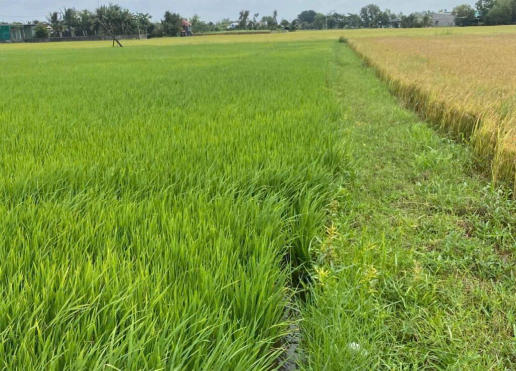 Cánh đồng lúa xanh và lúa chín trong lô đất 1000m2 có 200m2 thổ cư Hòa Khánh Tây Ninh, đất bằng phẳng, màu mỡ.