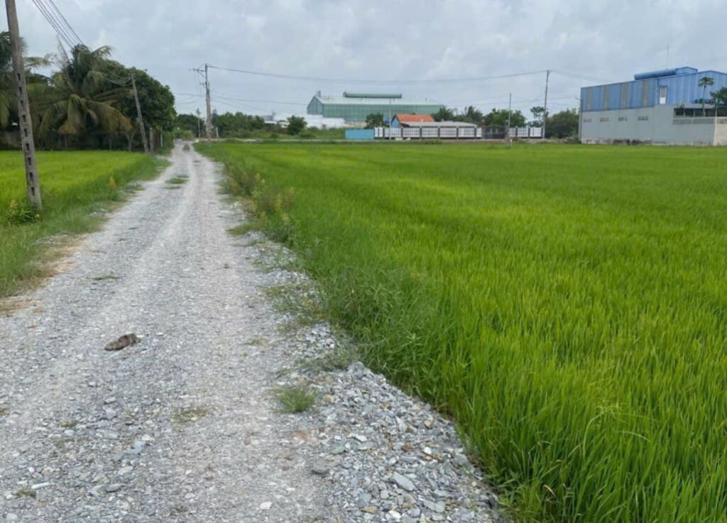Đường sỏi trước lô đất 1000m2 có 200m2 thổ cư Hòa Khánh Tây Ninh, sát cánh đồng lúa, không khí trong lành.