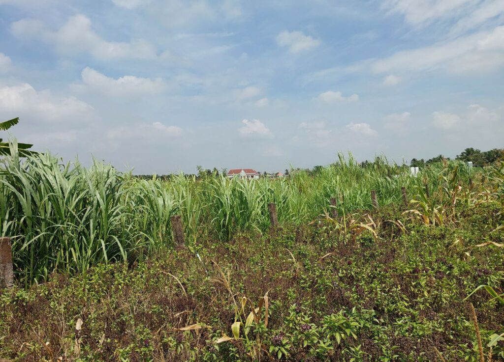 Toàn cảnh đất rộng 10x66m tại Đồng Tháp, cây lâu năm, sổ hồng riêng